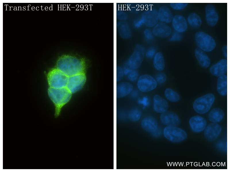 IF Staining of Transfected HEK-293T using 98262-1-RR