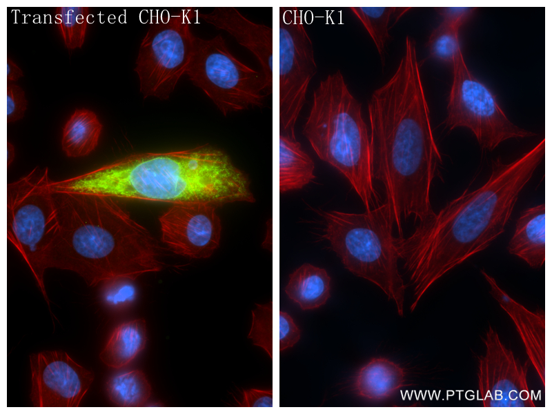 IF Staining of Transfected CHO-K1 using 98262-1-RR (same clone as 98262-1-PBS)