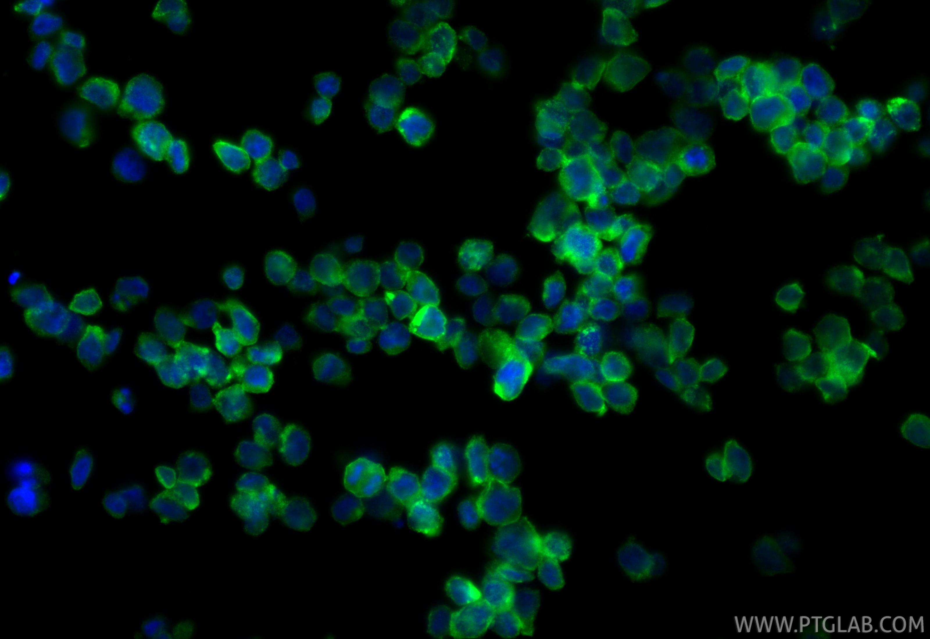 IF Staining of HL-60 using 13264-1-AP