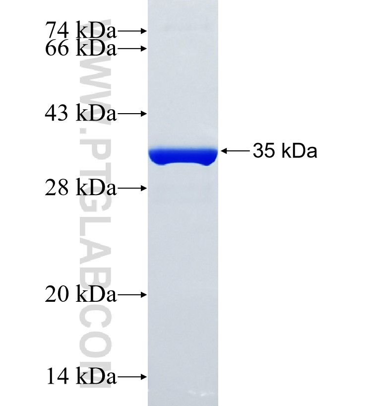 GGNBP2 fusion protein Ag24927 SDS-PAGE