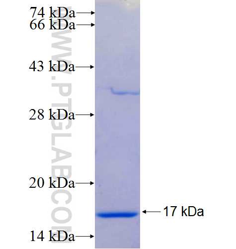 GGNBP2 fusion protein Ag25009 SDS-PAGE