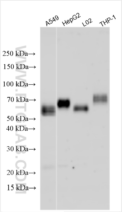WB analysis using 33389-1-AP