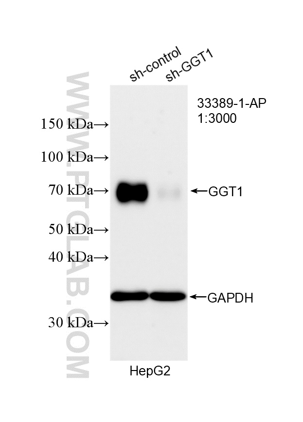WB analysis of HepG2 using 33389-1-AP