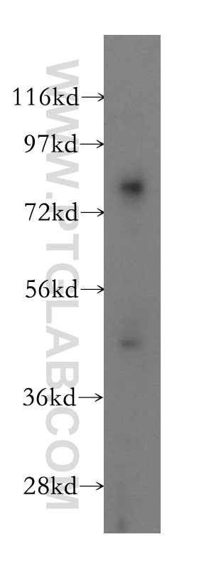 WB analysis of HEK-293 using 12002-1-AP