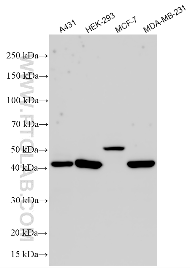 WB analysis using 33436-1-AP