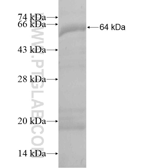 GGT7 fusion protein Ag20172 SDS-PAGE