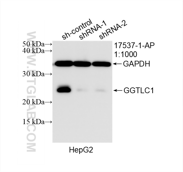 WB analysis of HepG2 using 17537-1-AP