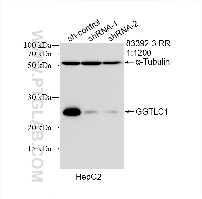WB analysis of HepG2 using 83392-3-RR (same clone as 83392-3-PBS)