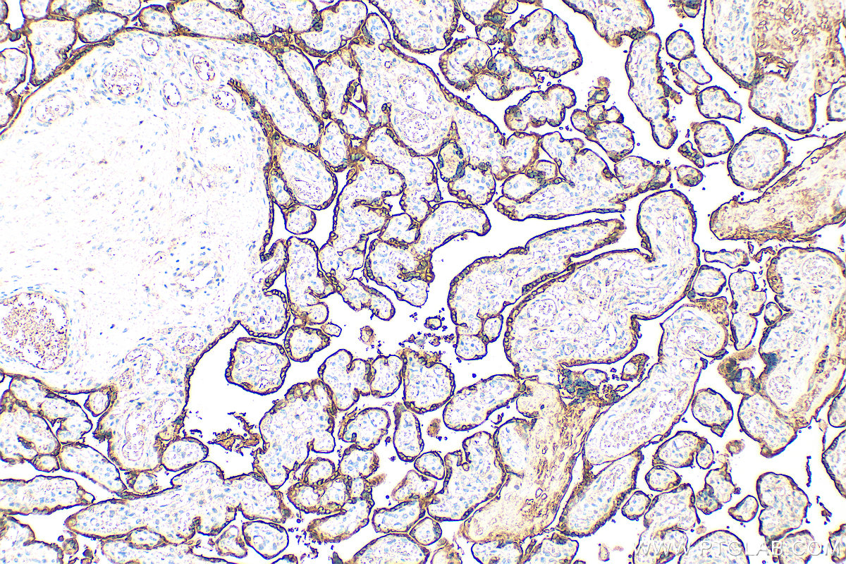 IHC staining of human placenta using 30345-1-AP