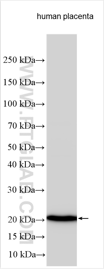 Growth Hormone