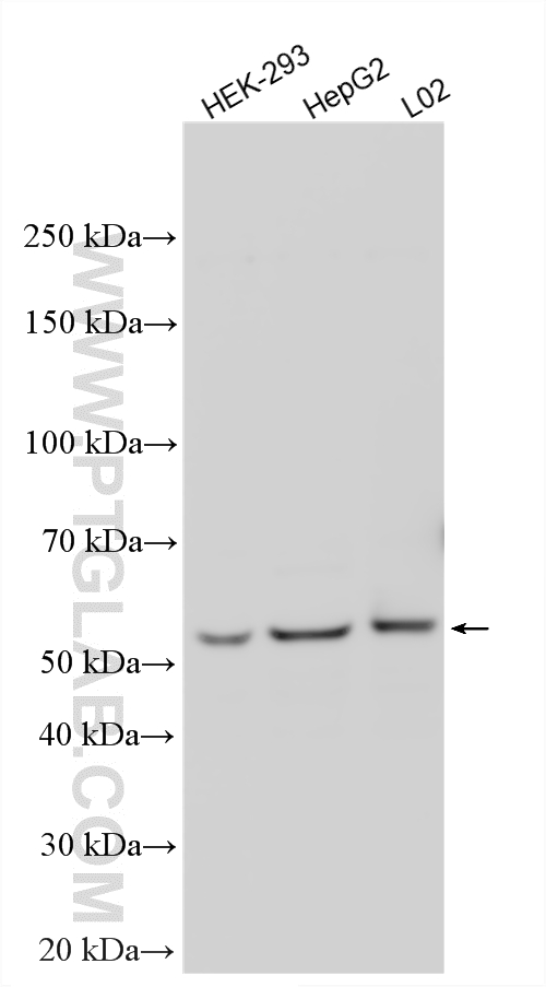 WB analysis using 26123-1-AP