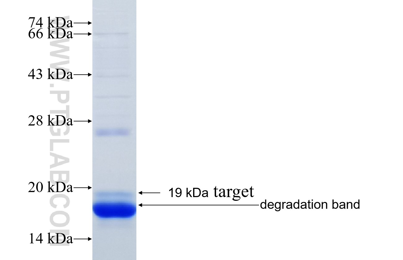 GHITM fusion protein Ag35170 SDS-PAGE