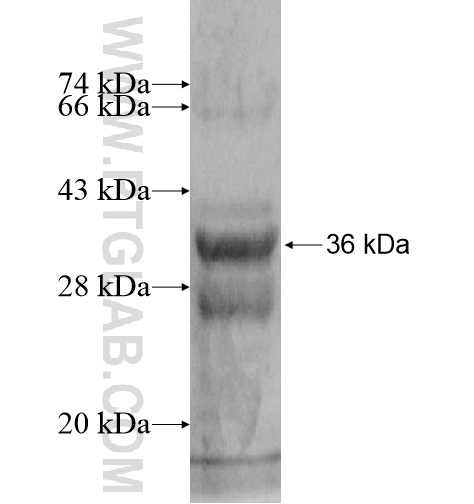 GHRH fusion protein Ag13787 SDS-PAGE GHRH fusion protein Ag13787 SDS-PAGE