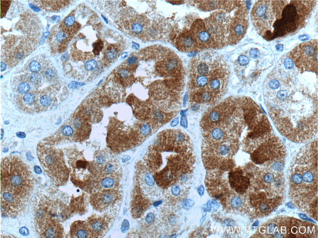 IHC staining of human kidney using 20715-1-AP
