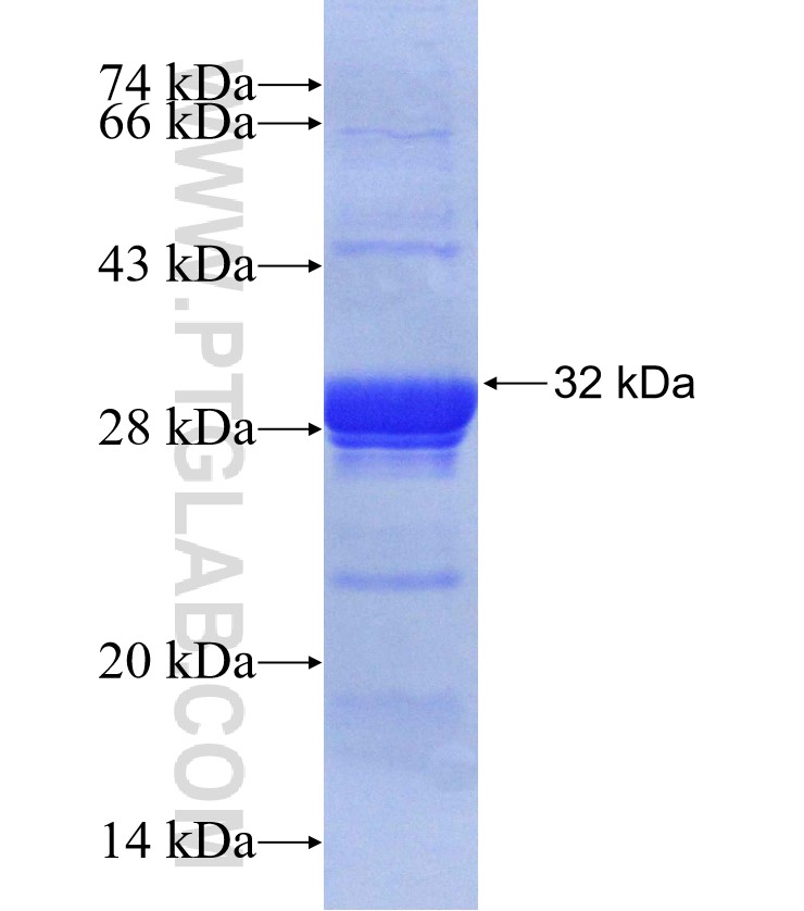 GHSR fusion protein Ag30358 SDS-PAGE