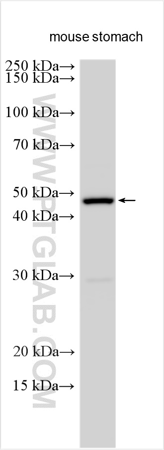 WB analysis using 27474-1-AP
