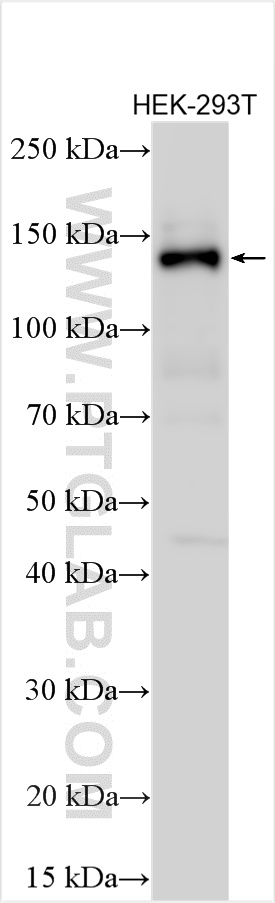 WB analysis using 31073-1-AP