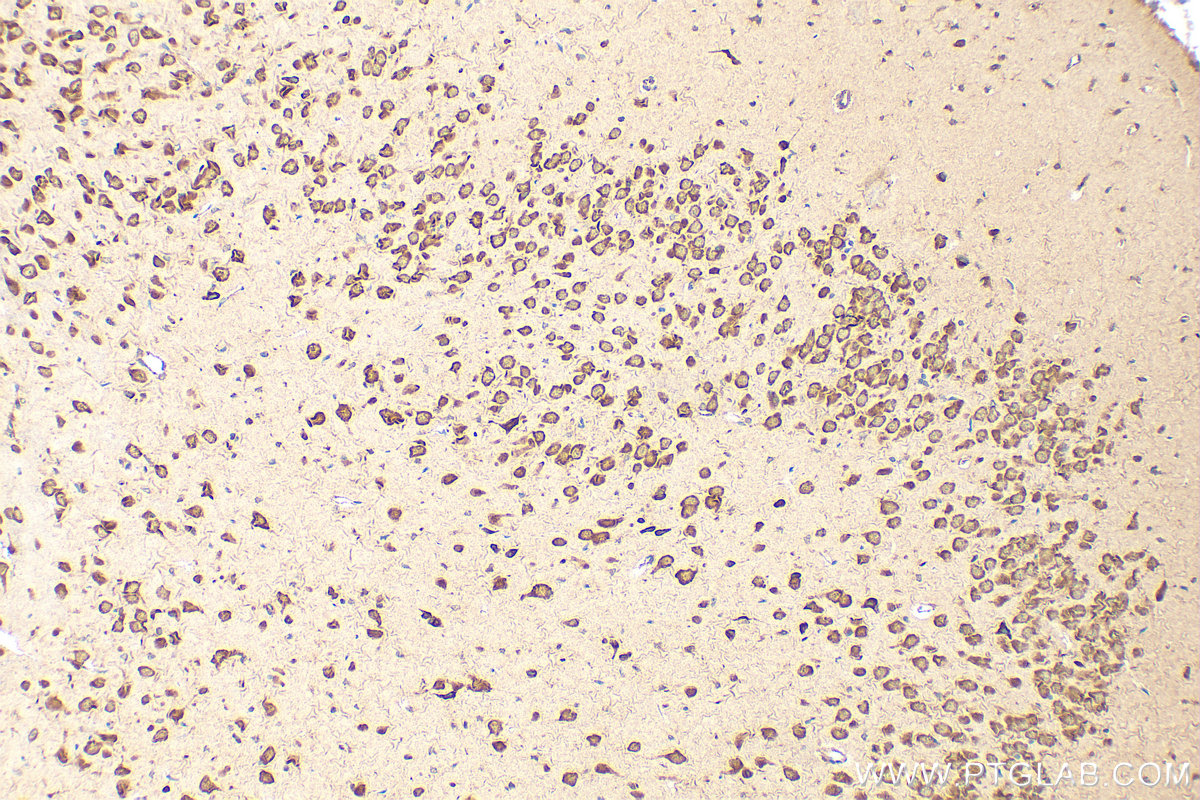 IHC staining of rat brain using 24790-1-AP