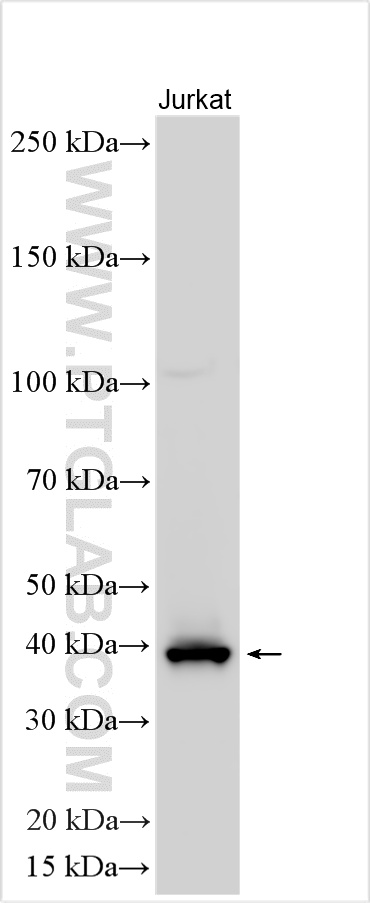 WB analysis using 11852-1-AP