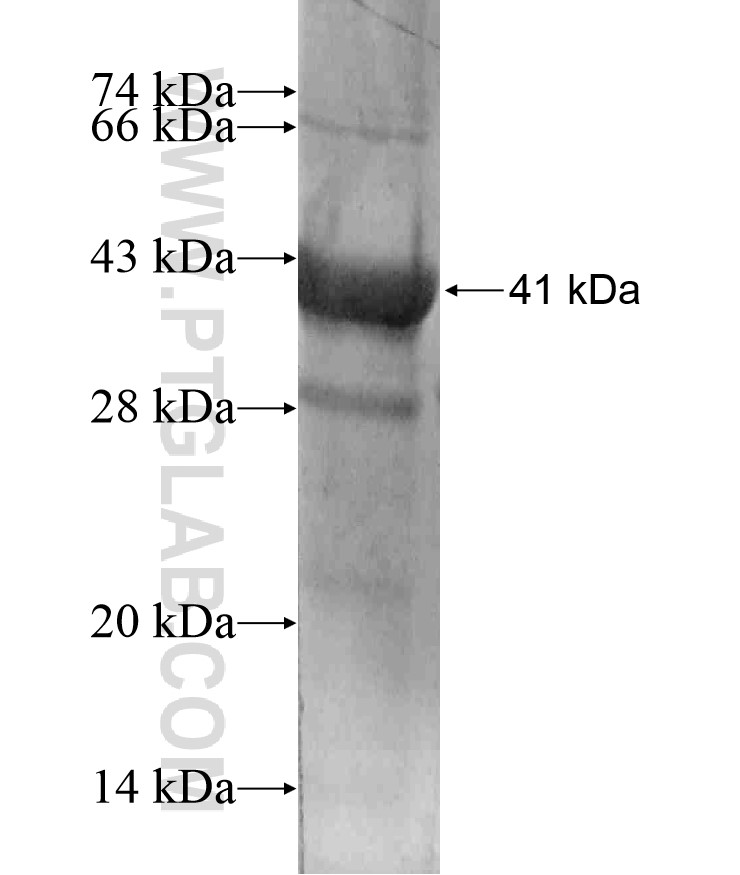 GIMAP5 fusion protein Ag18045 SDS-PAGE