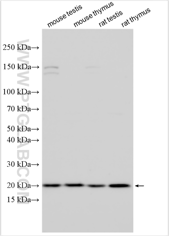 WB analysis using 16061-1-AP