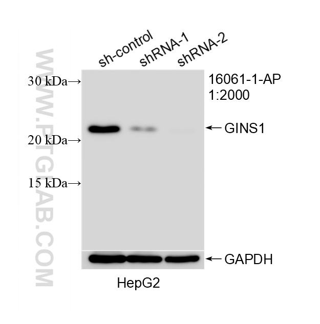 WB analysis of HepG2 using 16061-1-AP WB analysis of HepG2 using 16061-1-AP