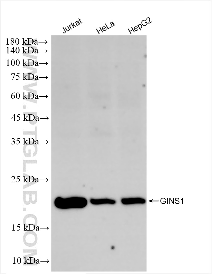 WB analysis using 83293-1-RR