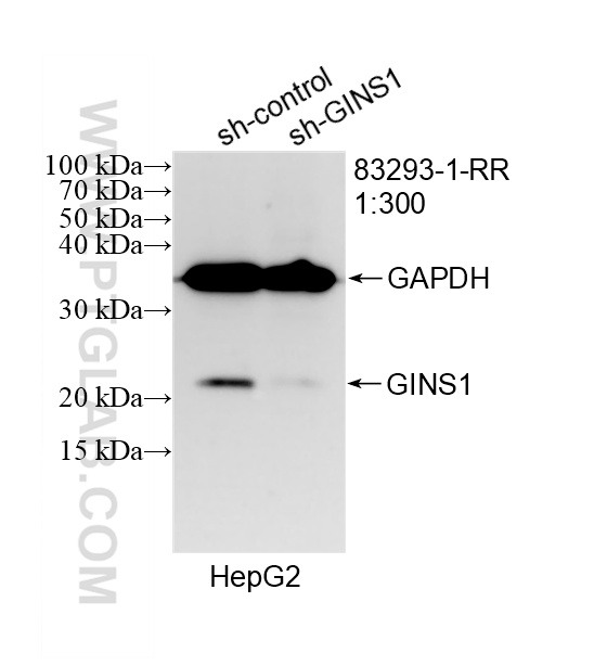 WB analysis of HepG2 using 83293-1-RR WB analysis of HepG2 using 83293-1-RR