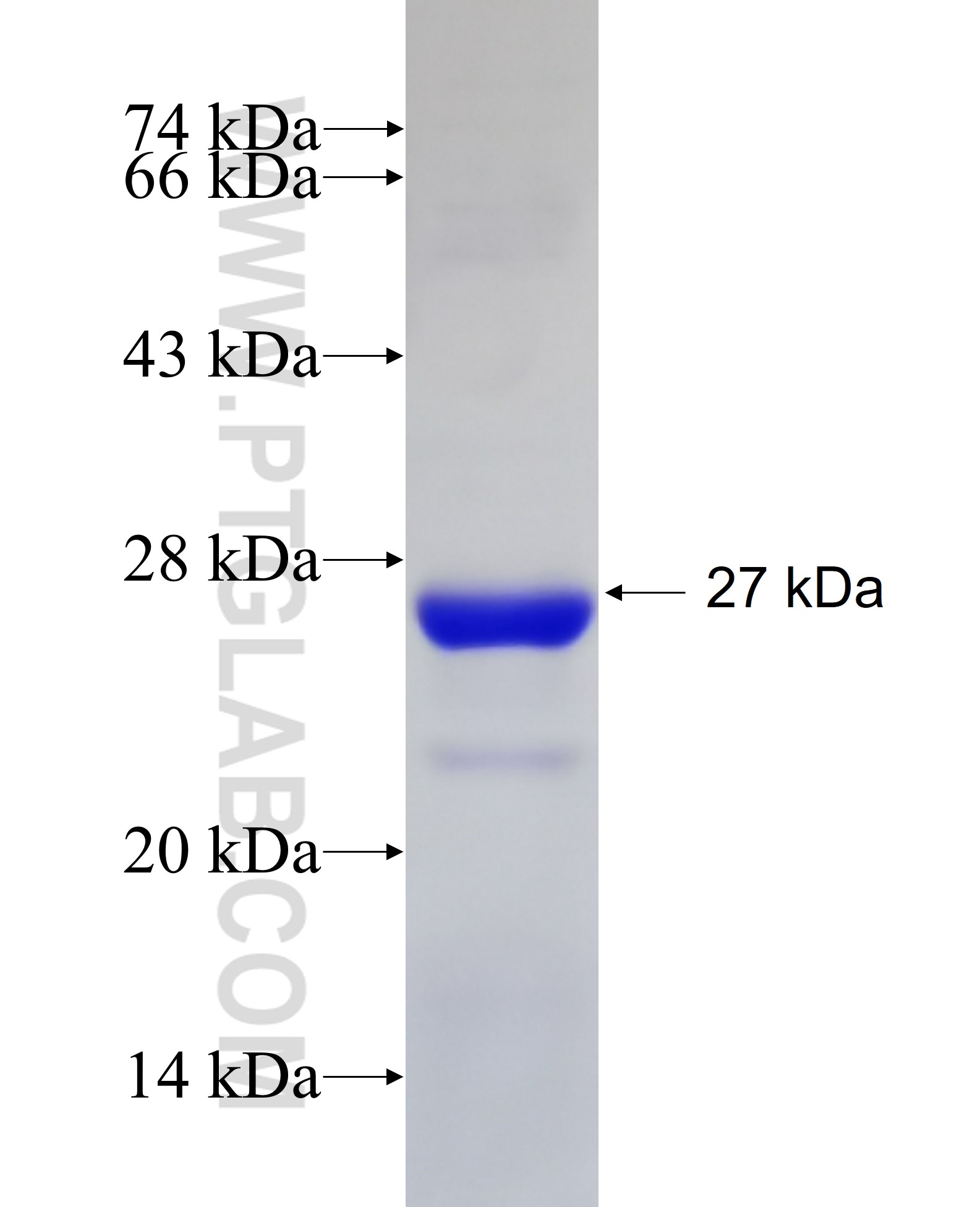 GINS1 fusion protein Ag9192 SDS-PAGE