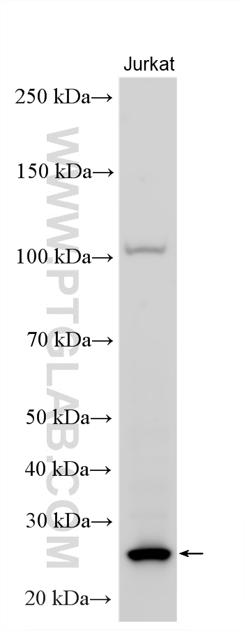 WB analysis using 15651-1-AP
