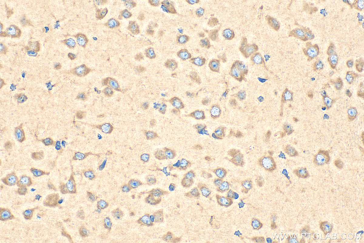 Immunohistochemical analysis of paraffin-embedded mouse brain tissue slide using 28322-1-AP (GIPR antibody) at dilution of 1:200 (under 40x lens). Heat mediated antigen retrieval with Tris-EDTA buffer (pH 9.0). IHC staining of mouse brain using 28322-1-AP