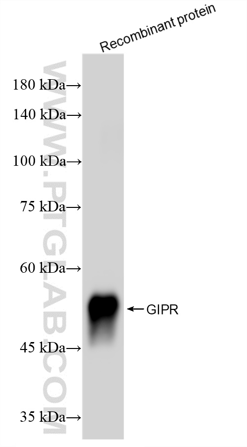 WB analysis using 87123-1-RR (same clone as 87123-1-PBS) WB analysis using 87123-1-RR (same clone as 87123-1-PBS)