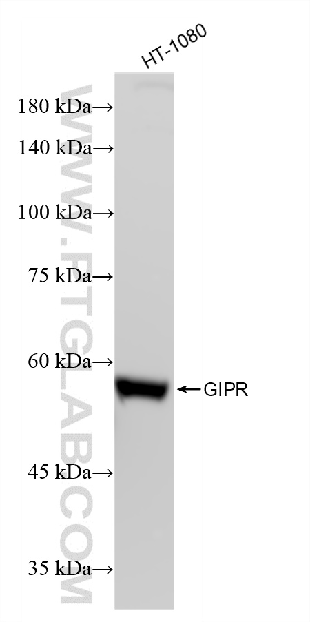 WB analysis using 87123-1-RR (same clone as 87123-1-PBS) WB analysis using 87123-1-RR (same clone as 87123-1-PBS)