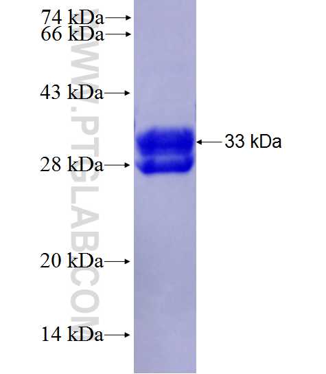 GIPR fusion protein Ag28143 SDS-PAGE