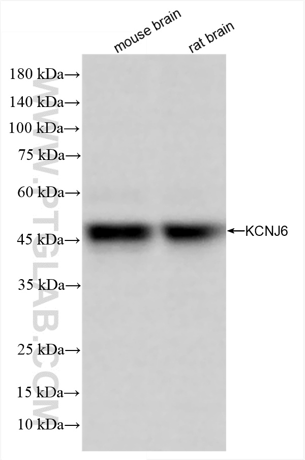 WB analysis using 86016-1-RR (same clone as 86016-1-PBS)
