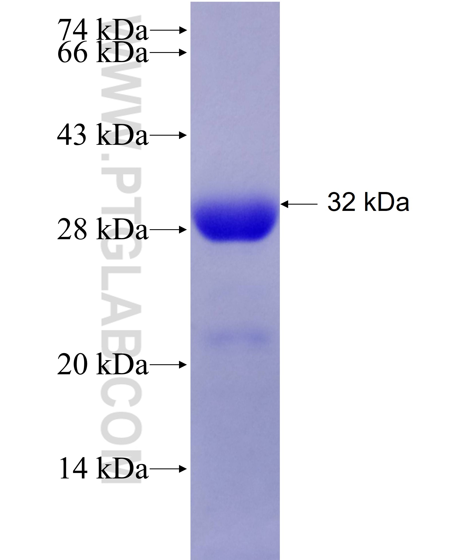 GIT2 fusion protein Ag25506 SDS-PAGE