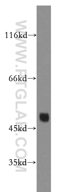 Connexin-46