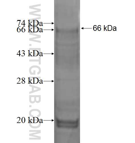 GJA5 fusion protein Ag1307 SDS-PAGE GJA5 fusion protein Ag1307 SDS-PAGE