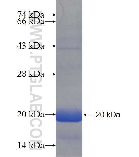 GJB6 fusion protein Ag21529 SDS-PAGE