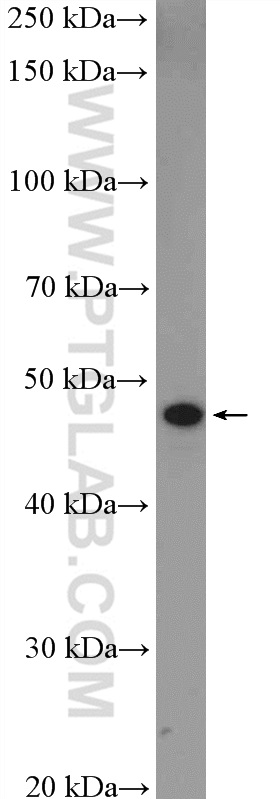 WB analysis of mouse brain using 55376-1-AP