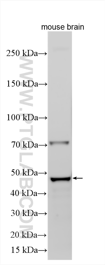 WB analysis using 11395-1-AP