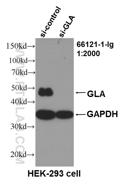 WB analysis of HEK-293 using 66121-1-Ig