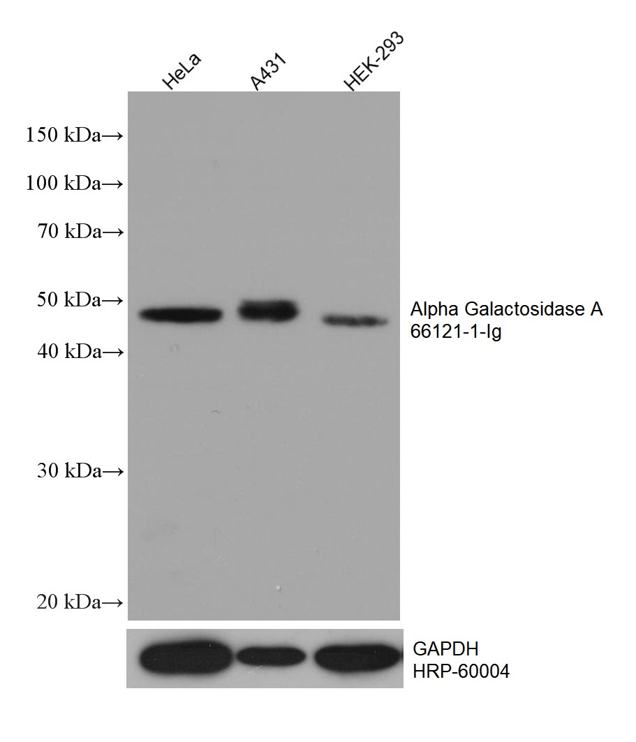 WB analysis using 66121-1-Ig