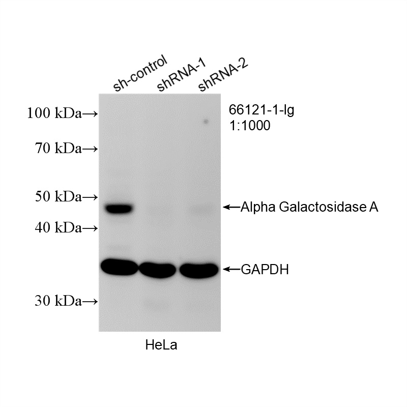 WB analysis of HeLa using 66121-1-Ig WB analysis of HeLa using 66121-1-Ig