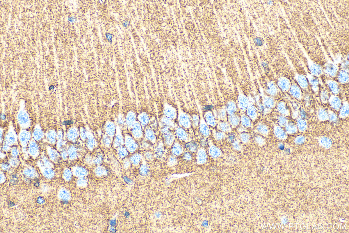 Immunohistochemical analysis of paraffin-embedded mouse brain tissue slide using 20785-1-AP (GLAST/EAAT1 antibody) at dilution of 1:400 (under 40x lens). Heat mediated antigen retrieval with Tris-EDTA buffer (pH 9.0). IHC staining of mouse brain using 20785-1-AP