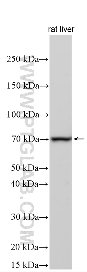 WB analysis using 33606-1-AP