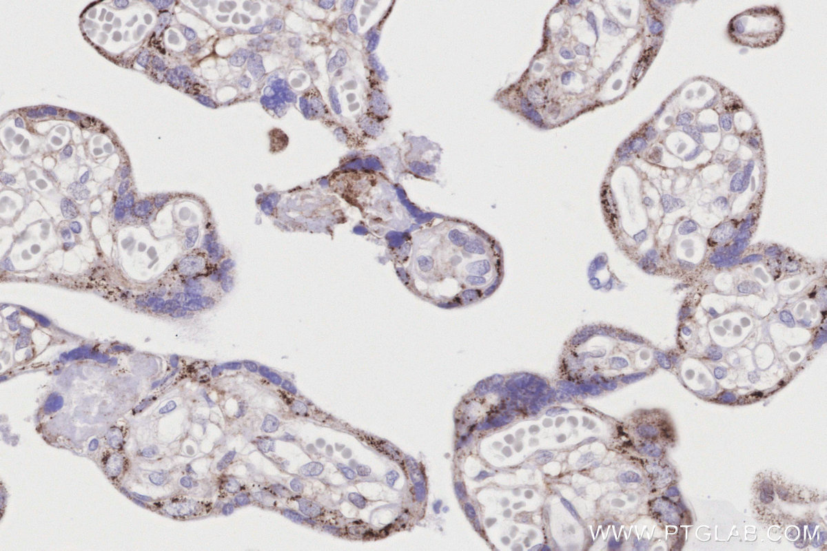 IHC staining of human placenta using 86378-1-RR IHC staining of human placenta using 86378-1-RR
