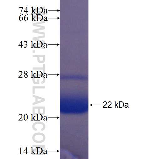 GLE1 fusion protein Ag24275 SDS-PAGE