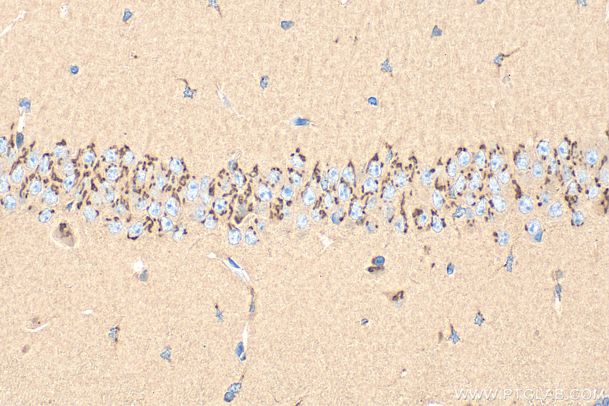 IHC staining of mouse brain using 34250-1-AP IHC staining of mouse brain using 34250-1-AP