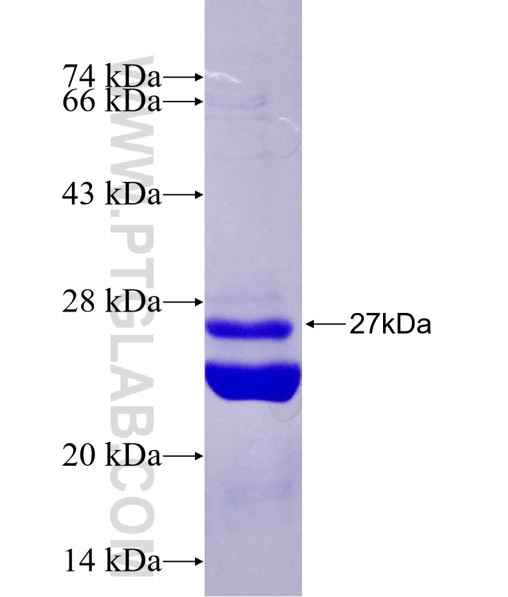 GLG1 fusion protein Ag26674 SDS-PAGE